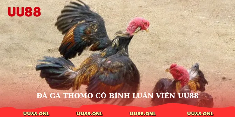 đá gà Thomo có binh luyện viên